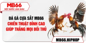 Đá Gà Cựa Sắt MB66 – Chiến Thuật Đỉnh Cao Giúp Thắng Mọi Đối Thủ