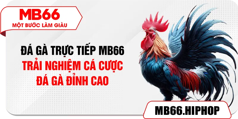 Đá Gà Trực Tiếp MB66 – Trải Nghiệm Cá Cược Đá Gà Đỉnh Cao