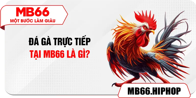 Đá gà trực tiếp tại MB66 là gì?